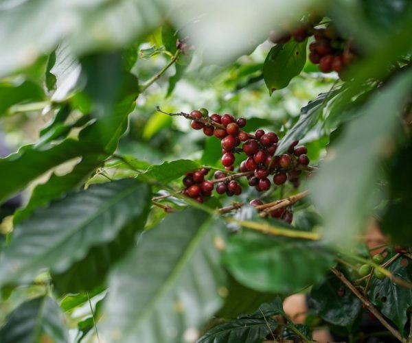 Bali Coffee Plantation1