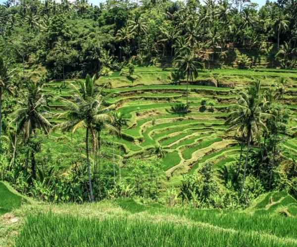 Tegalalang Rice Terrace2